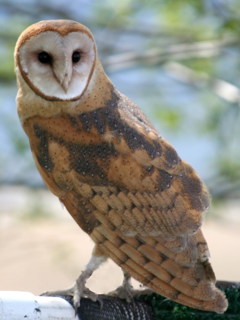barn owl columbia county oregon