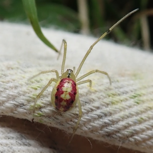 Common Candy-striped Spider columbia county oregon