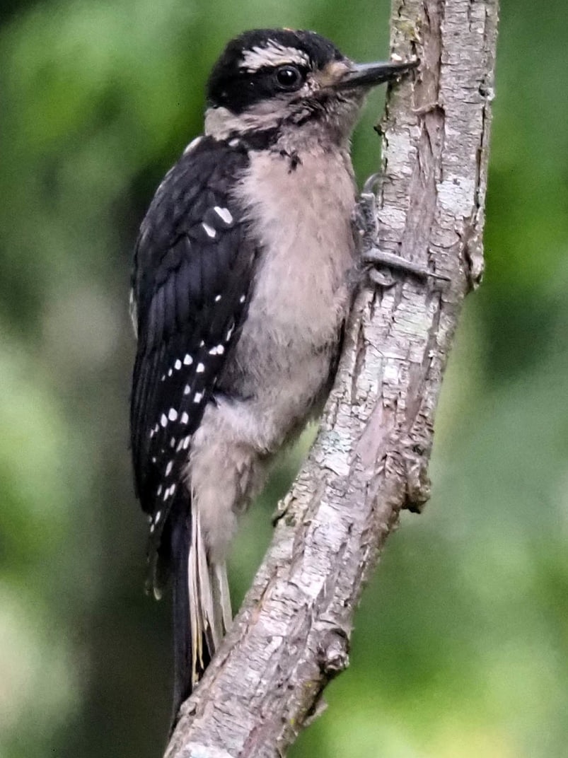 Pacific Hairy Woodpecker columbia county oregon