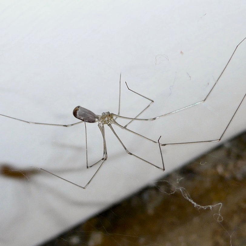 Long-bodied Cellar Spider oregon columbia county