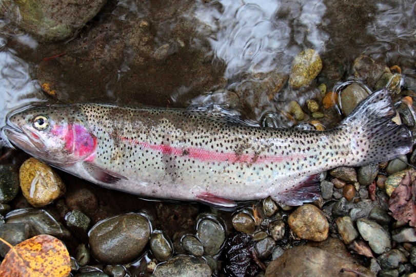 coastal rainbow trout northwest oregon columbia county