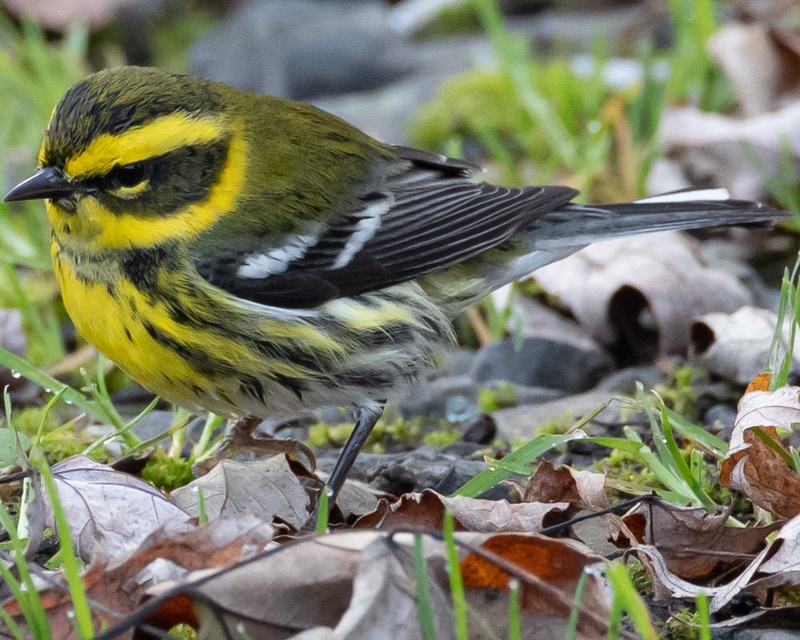 Townsend's Warbler northwest oregon columbia county