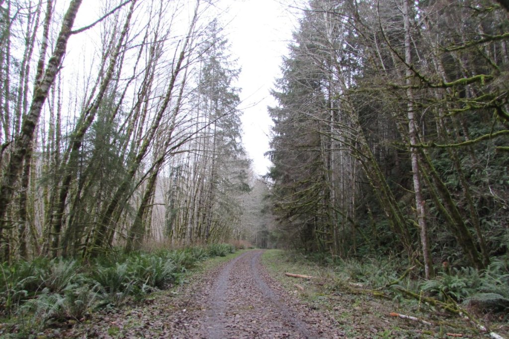 Nehalem Divide trailhead Crown Z trail CZ Columbia County Oregon