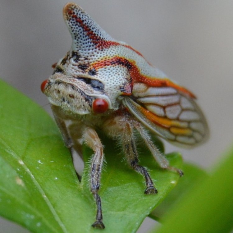 Oak Treehopper Platycotis vittata – Wild Columbia County