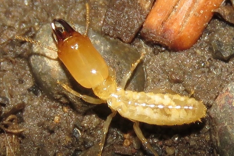 Western Subterranean Termite Reticulitermes hesperus soldier columbia county northwest oregon