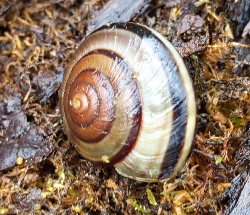Snail Sauvie Island columbia county northwest oregon