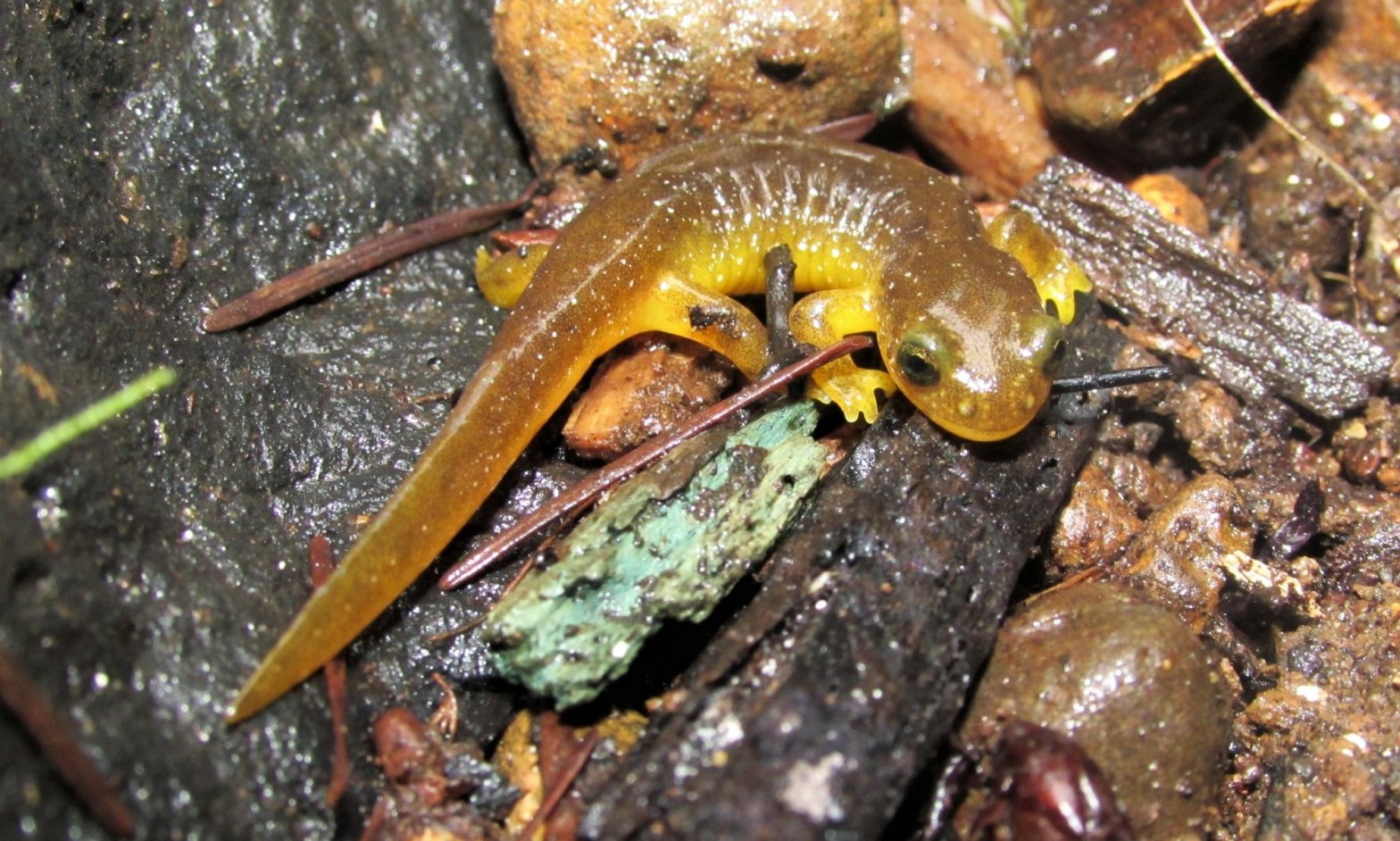 Columbia torrent salamander Rhyacotriton kezeri northwest oregon columbia county scout lake