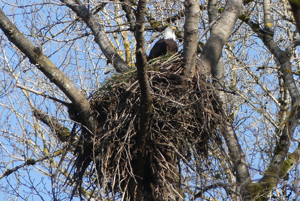 Bald Eagle nest Prescott Beach County Park Columbia River Rainier columbia county