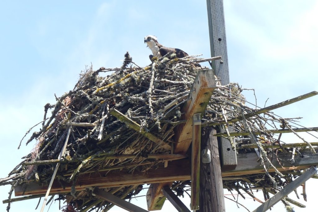 osprey nest Sauvie Island Westside Unit Columbia County Oregon