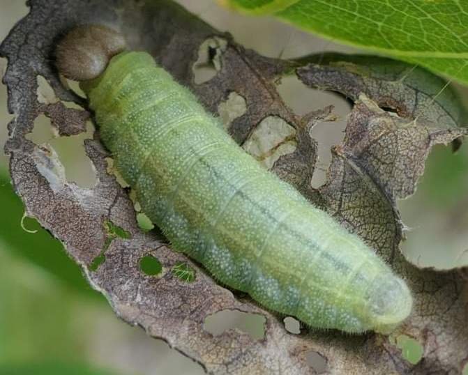 Dreamy Duskywing Erynnis icelus caterpillar larva willow cottonwood beech columbia county northwest oregon