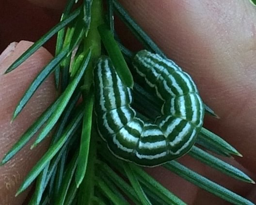 Pine White Neophasia menapia larva caterpillar douglas fir conifers columbia county northwest oregon