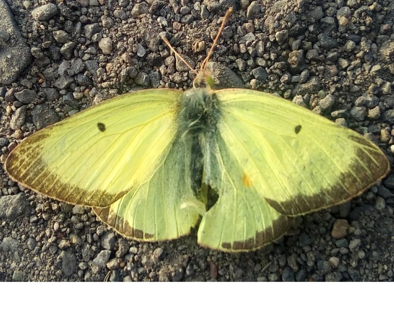 Western Clouded Sulpher Colias philodice eriphyle columbia county northwest oregon