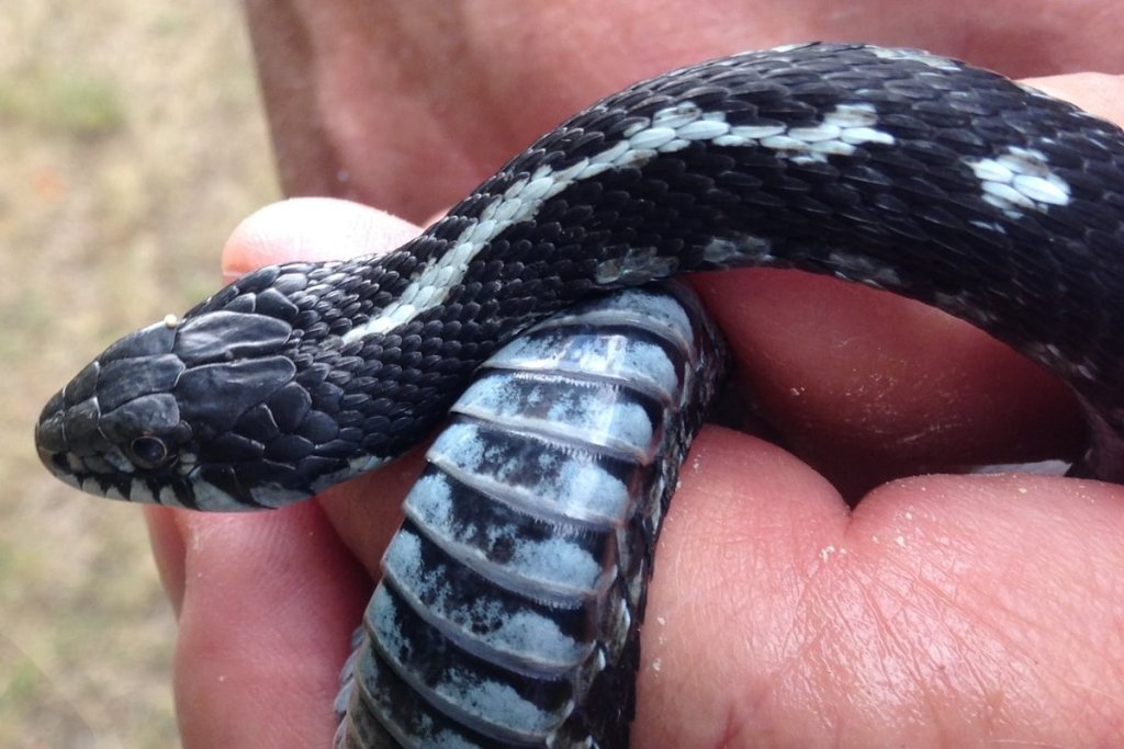 Western Terrestrial Garter Snake Rosey Rose Hakim CZ Crown Zellerbach Trail oregon