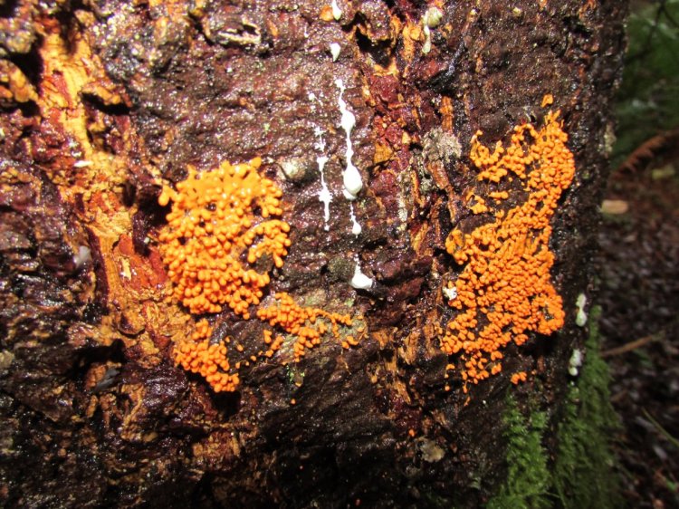 insect-egg slime mold Clandestine Falls waterfall hidden apiary delana clatskanie rainier columbia county northwest oregon