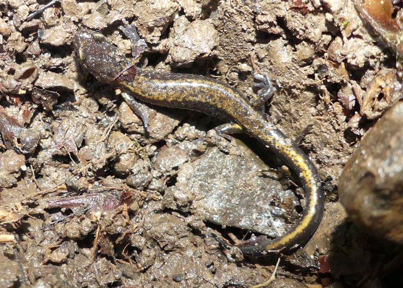 dunn's salamander dalton lake bike trail st. helens columbia city rutherford parkway oregon