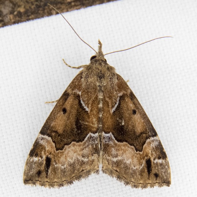 Mottled Snout moth Hypena palparia columbia county northwest oregon