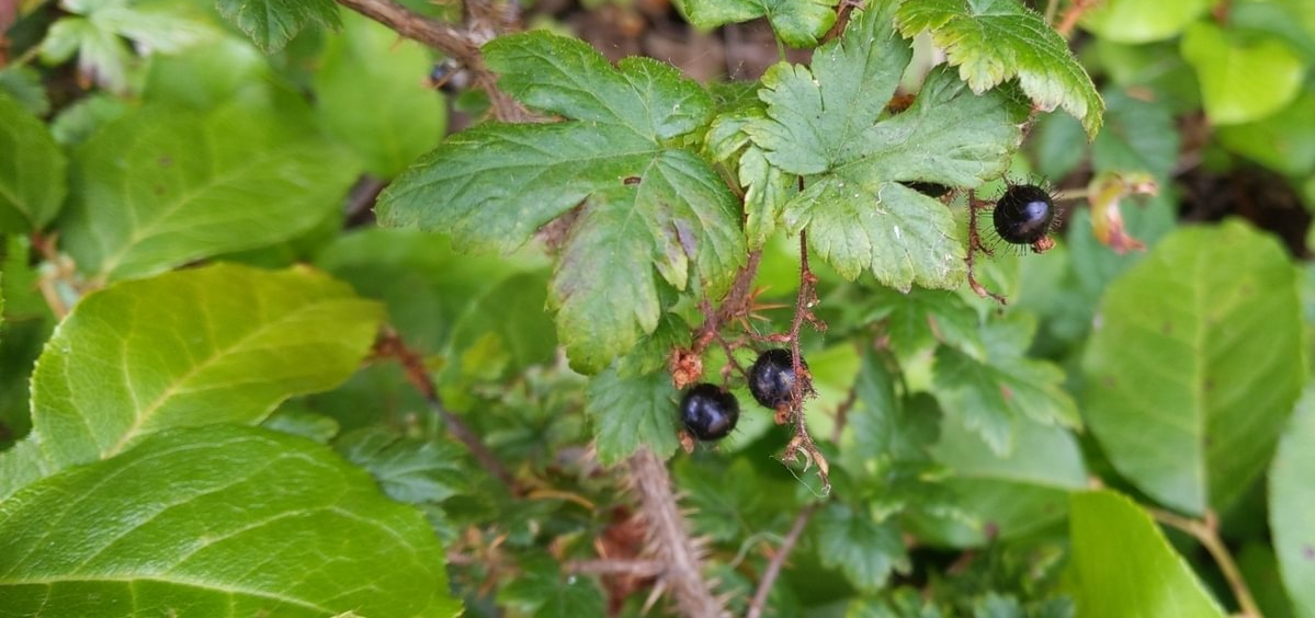 Swamp Currant bristly Black gooseberry Ribes lacustre columbia county oregon