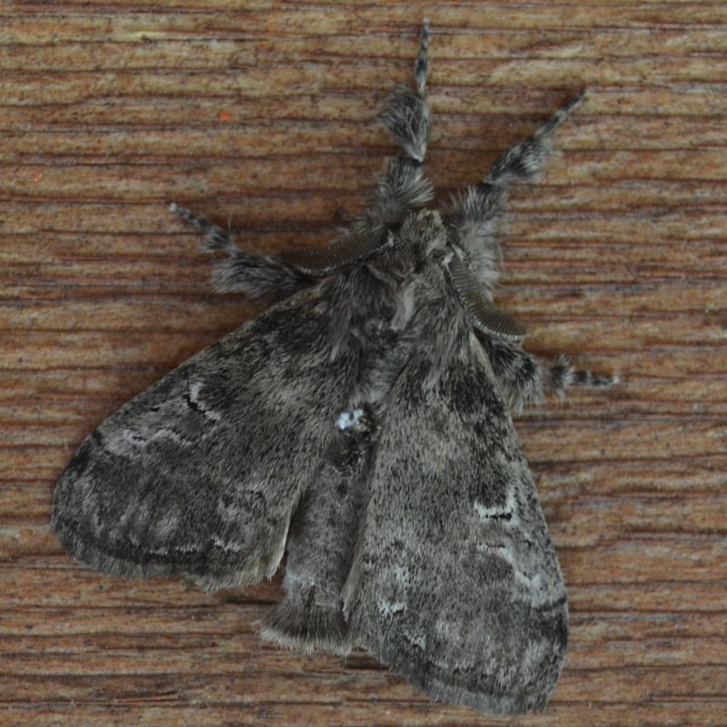 Variable Tussock Moth Dasychira vagans columbia county northwest oregon