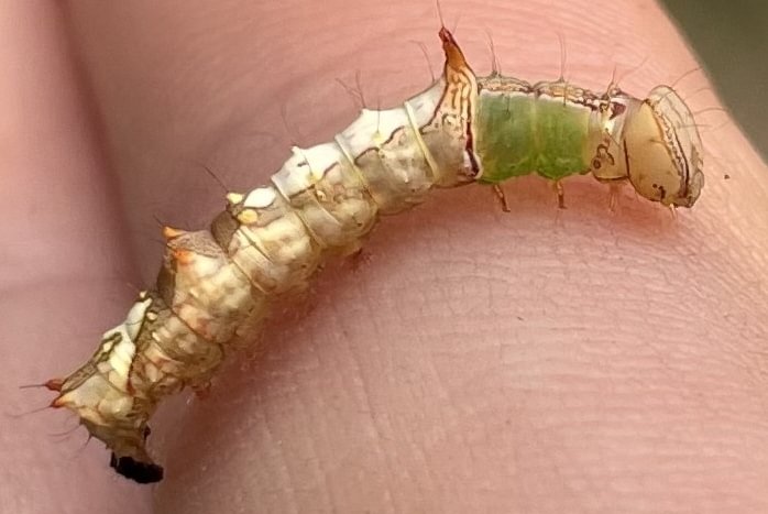 Morning-glory Prominent larva Schizura ipomaeae caterpillar columbia county northwest oregon