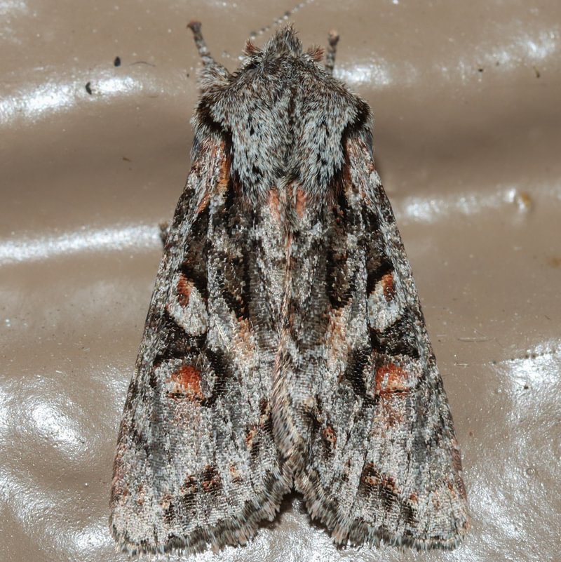 Winter Woodling Moth Egira hiemalis columbia county northwest oregon