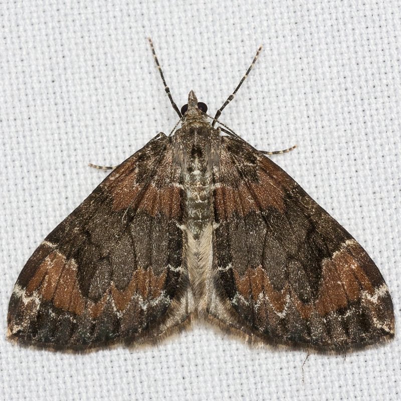 Dark Marbled Carpet Moth Dysstroma citrata)