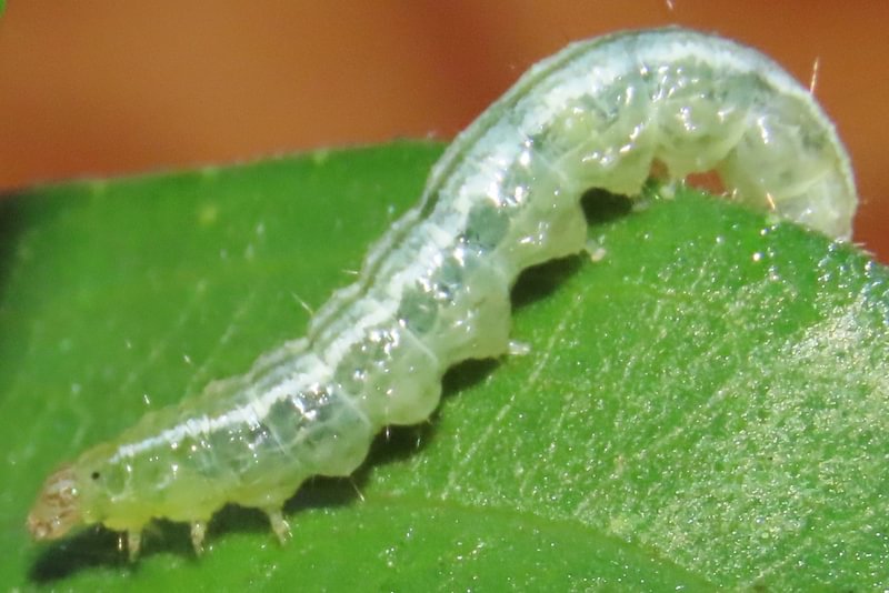 False Celery Leaftier larva Udea profundalis moth caterpillar columbia county northwest oregon