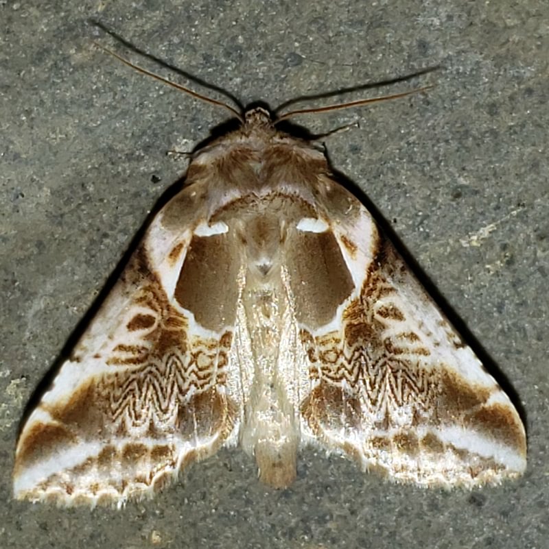 Lettered Habrosyne Habrosyne scripta moth columbia county northwest oregon
