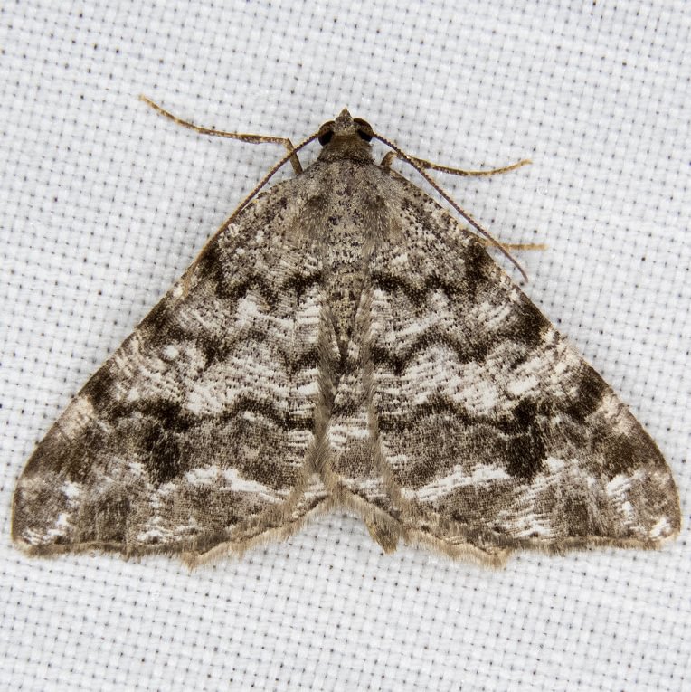 Pale-marked Angle Macaria signaria moth columbia county northwest oregon
