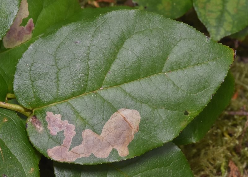Salal Skin Miner larva leaf Cameraria gaultheriella caterpillar columbia county northwest oregon