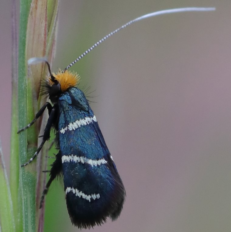 Three-striped Longhorn moth Adela trigrapha columbia county northwest oregon