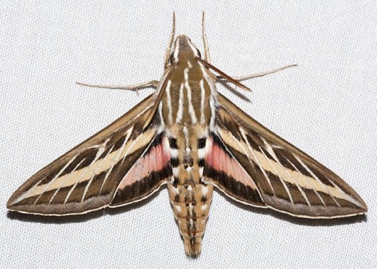 White-lined Sphinx Hyles lineata moth columbia county northwest oregon