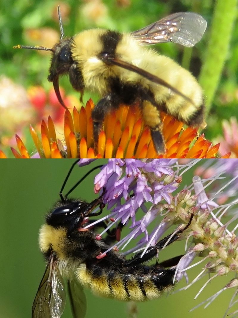 Golden Northern Bumble Bee Bombus fervidus st. helens scappoose vernonia columbia county rainier clatskanie northwest oregon