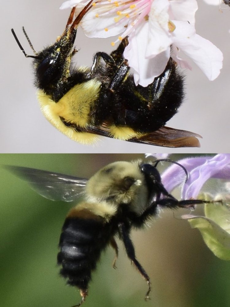Brown-belted Bumble Bee Bombus griseocollis columbia county western oregon st. helens scappoose vernonia clatskanie rainier