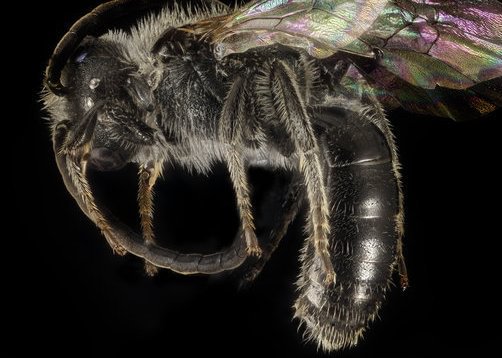 Misbehaved Sweat Bee Lasioglossum inconditum sauvie columbia county northwest oregon