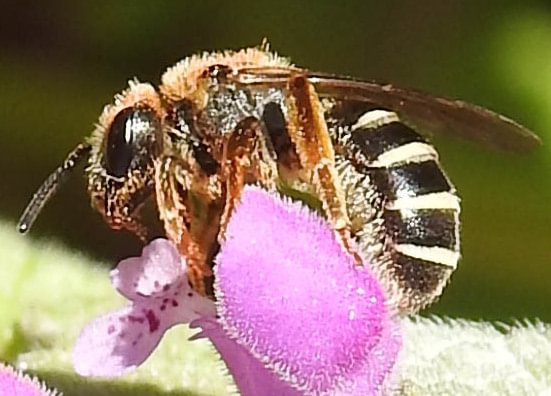 Orange-legged Furrow Bee Halictus rubicundus